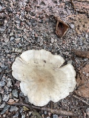 Russula brevipes