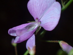 Desmodieae