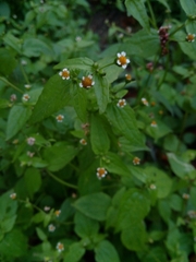 Galinsoga parviflora