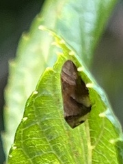 Lepyronia quadrangularis