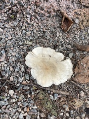 Russula brevipes