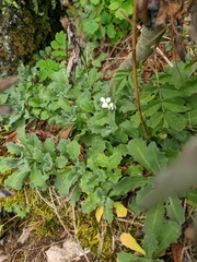 Arabis caucasica