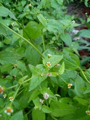 Galinsoga parviflora