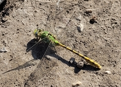 Ophiogomphus severus