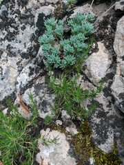 Minuartia glomerata