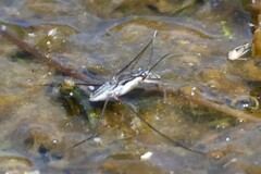 Neogerris hesione
