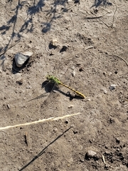 Ophiogomphus severus