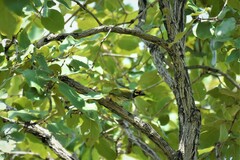 Psilopogon haemacephalus