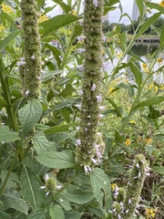 Agastache scrophulariifolia