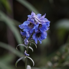 Delphinium cultorum