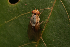 Homoneura