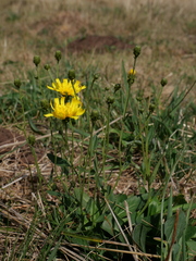 Hieracium umbellatum