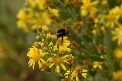 Bombus lucorum