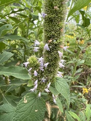 Agastache scrophulariifolia