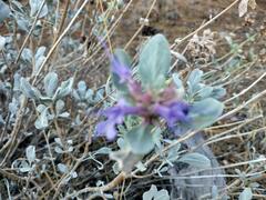 Salvia dorrii