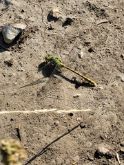 Ophiogomphus severus