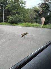 Insecta