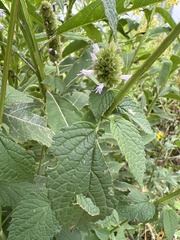Agastache scrophulariifolia