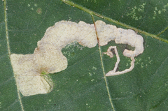 Ectoedemia trinotata