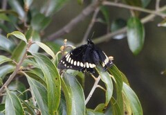 Papilio scamander