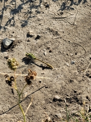 Ophiogomphus severus
