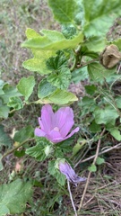 Malva thuringiaca