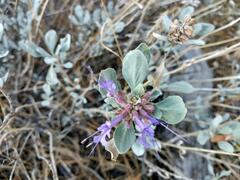Salvia dorrii
