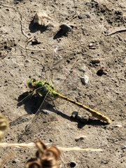 Ophiogomphus severus