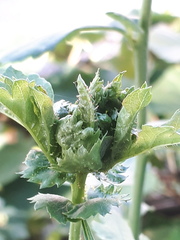 Dasineura crataegi