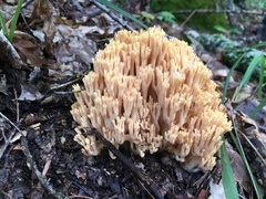 Ramaria