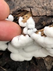 Ceratiomyxa