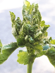 Dasineura crataegi
