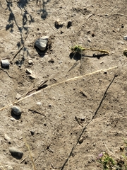Ophiogomphus severus