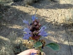 Salvia dorrii