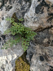 Asplenium ruta-muraria