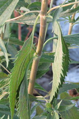 Eupatorium serotinum