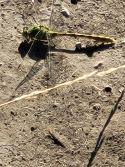 Ophiogomphus severus