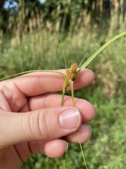Carex sychnocephala