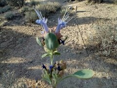Salvia dorrii