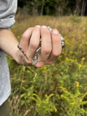 Lampropeltis triangulum