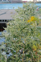Eupatorium serotinum