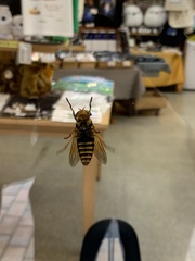Insecta