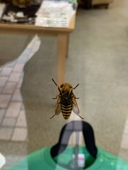 Insecta