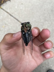 Neotibicen