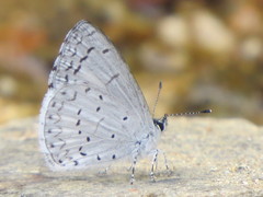 Celastrina echo gozora