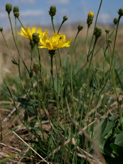 Hieracium umbellatum