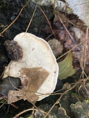 Fuscopostia fragilis