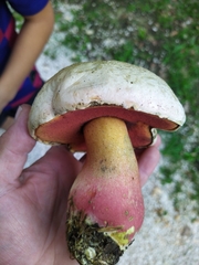 Rubroboletus satanas