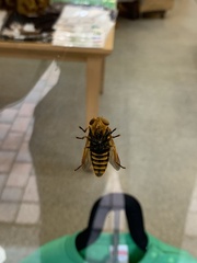 Insecta