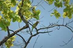 Psilopogon zeylanicus